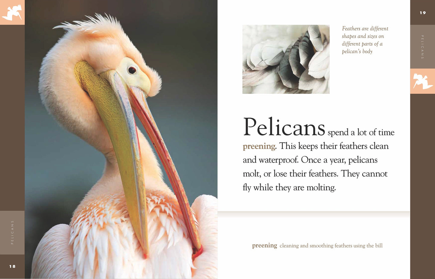 Amazing Animals - Classic Edition: Pelicans by The Creative Company Shop