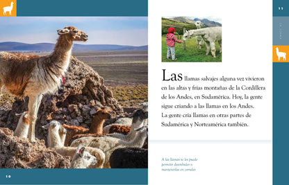 Planeta animal - Classic Edition: La llama by The Creative Company Shop