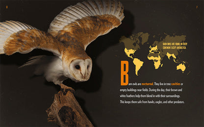 Creatures of the Night: Barn Owls by The Creative Company Shop