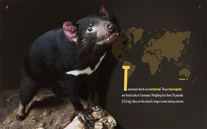 Creatures of the Night: Tasmanian Devils by The Creative Company Shop