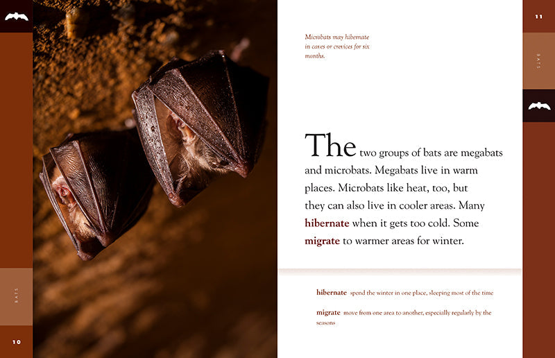 Amazing Animals - New Edition: Bats by The Creative Company Shop