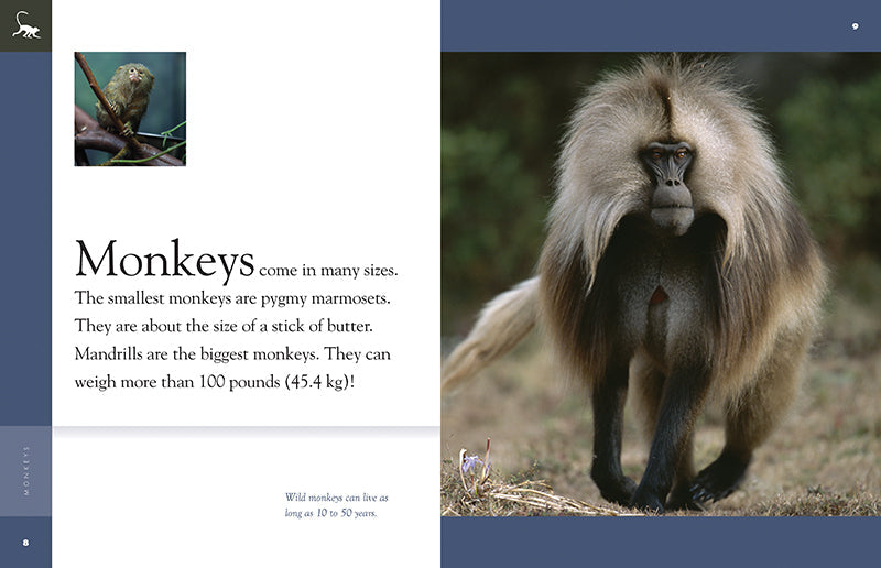 Amazing Animals - New Edition: Monkeys by The Creative Company Shop