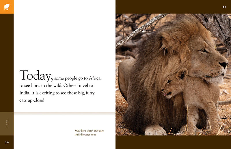 Amazing Animals - New Edition: Lions by The Creative Company Shop