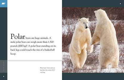 Amazing Animals - New Edition: Polar Bears by The Creative Company Shop