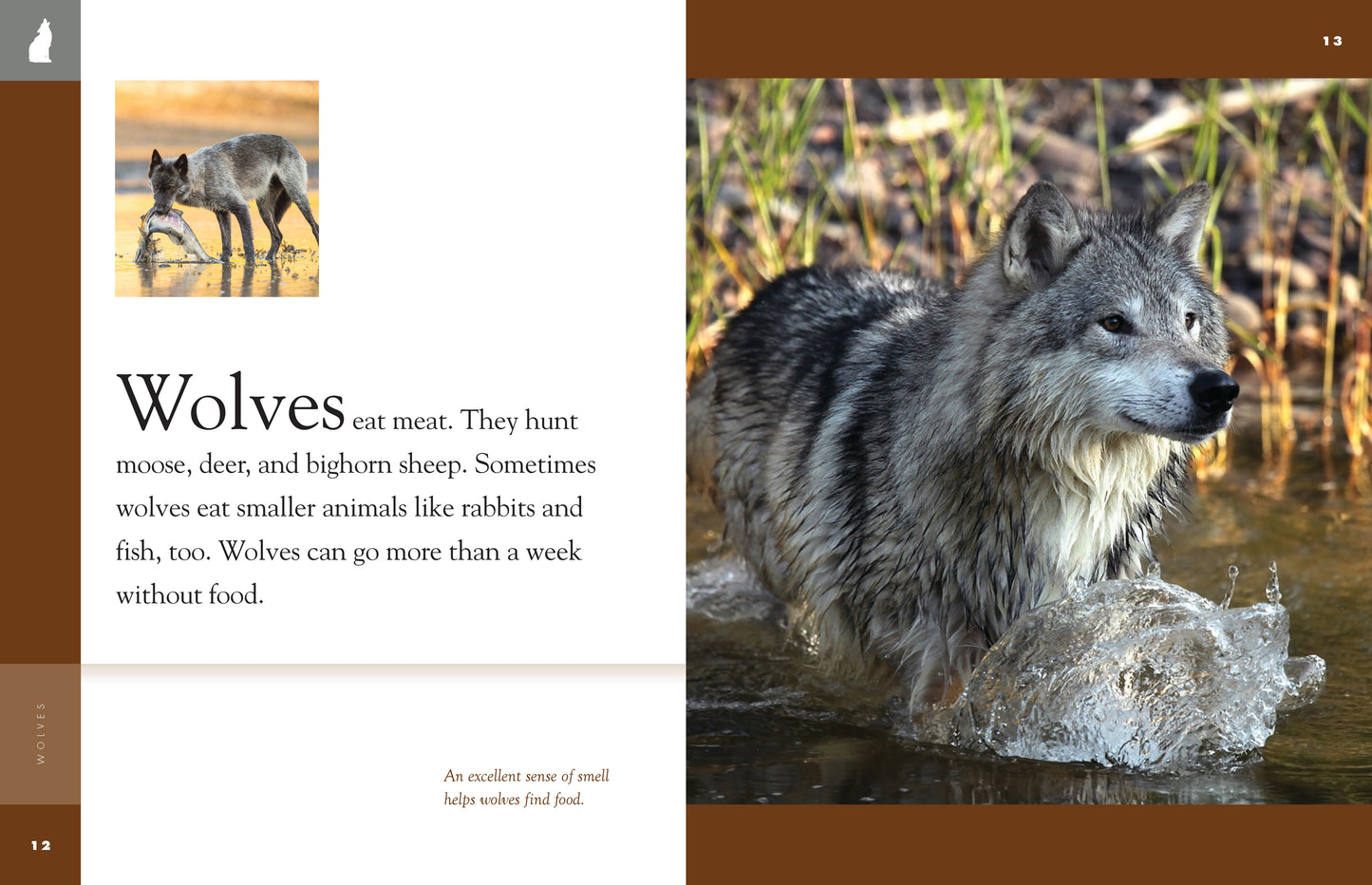 Amazing Animals - New Edition: Wolves by The Creative Company Shop