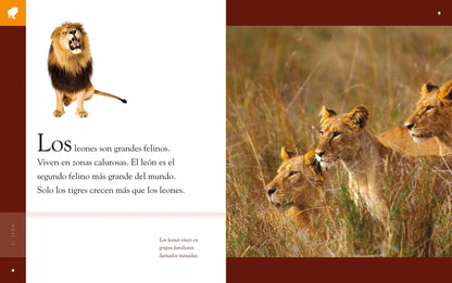 Planeta animal - New Edition: El león by The Creative Company Shop