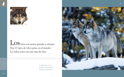 Planeta animal - New Edition: El lobo by The Creative Company Shop