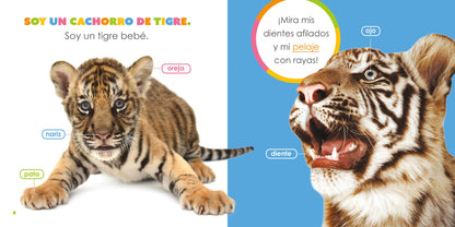 El principio de los: tigres bebés by The Creative Company Shop