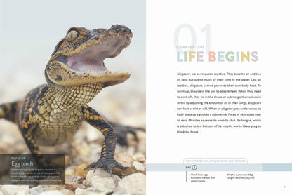 Spotlight on Nature: Alligator by The Creative Company Shop