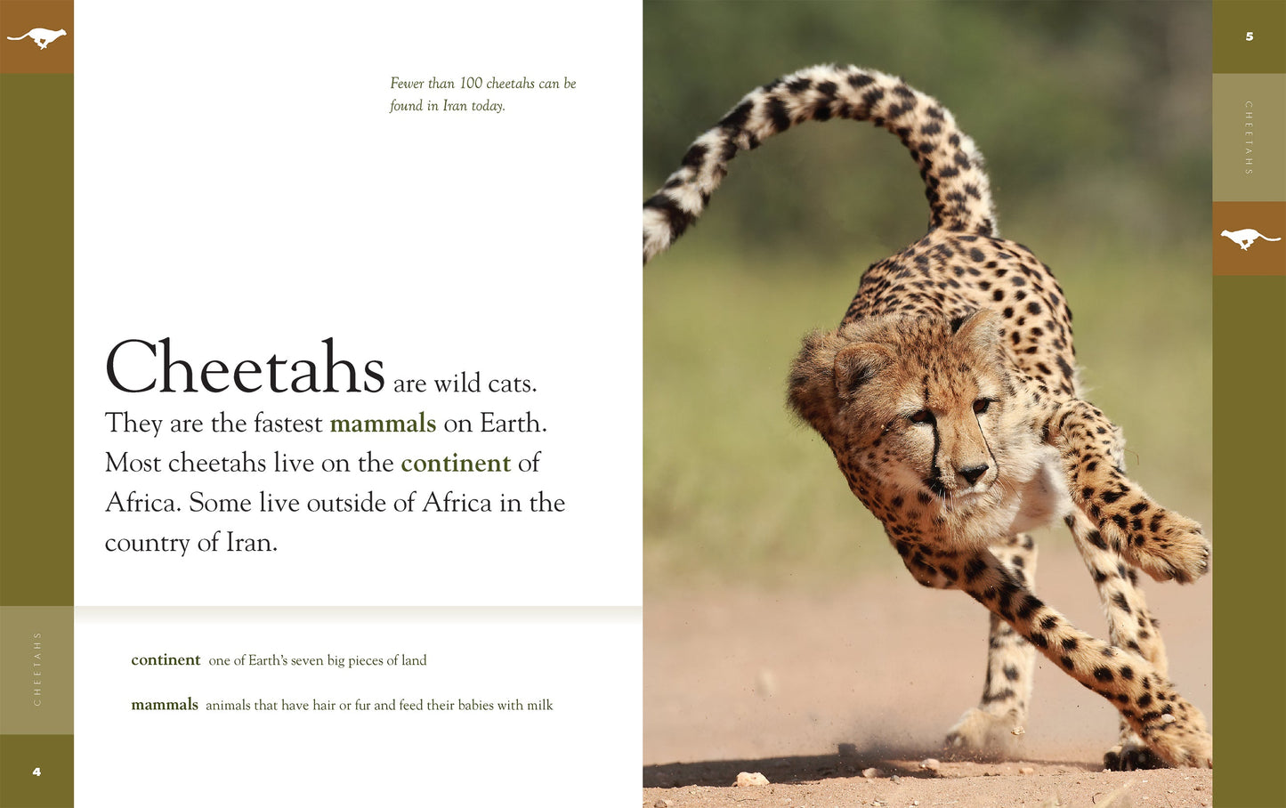 Amazing Animals - New Edition: Cheetahs by The Creative Company Shop