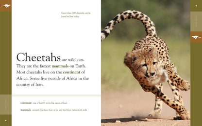 Amazing Animals - New Edition: Cheetahs by The Creative Company Shop