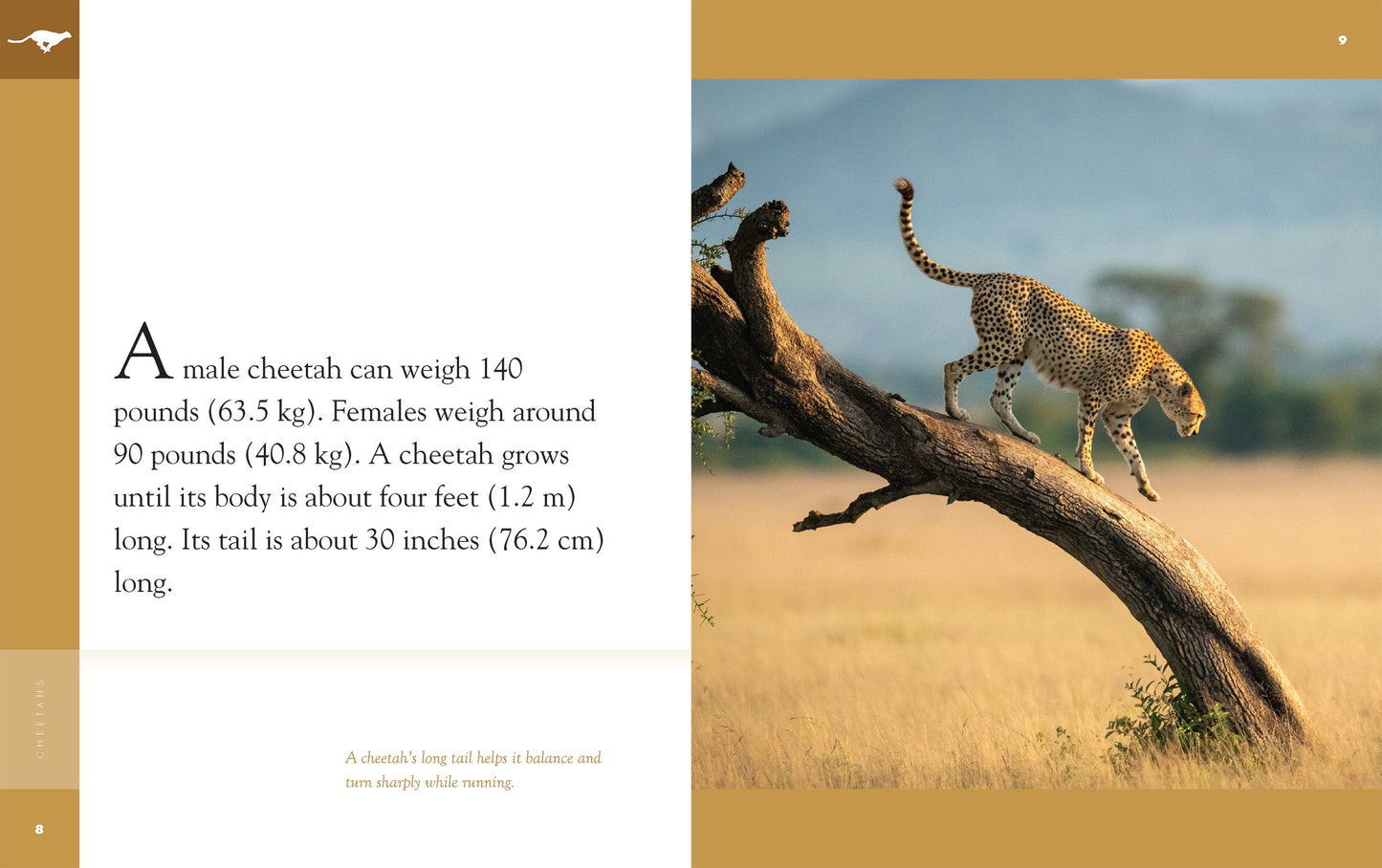 Amazing Animals - New Edition: Cheetahs by The Creative Company Shop