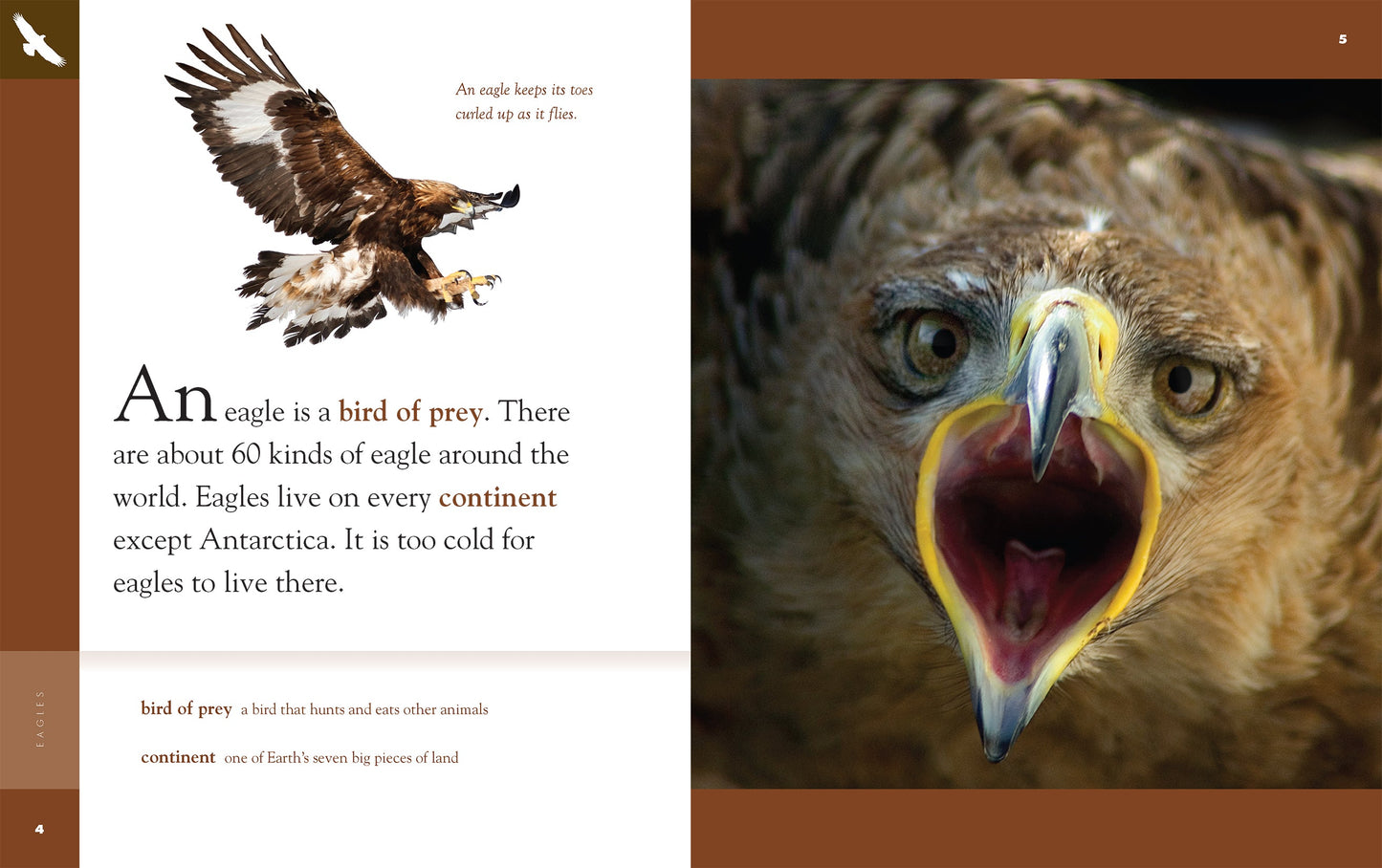 Amazing Animals - New Edition: Eagles by The Creative Company Shop