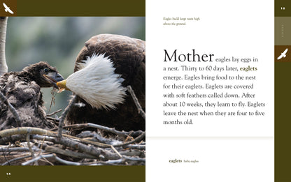 Amazing Animals - New Edition: Eagles by The Creative Company Shop