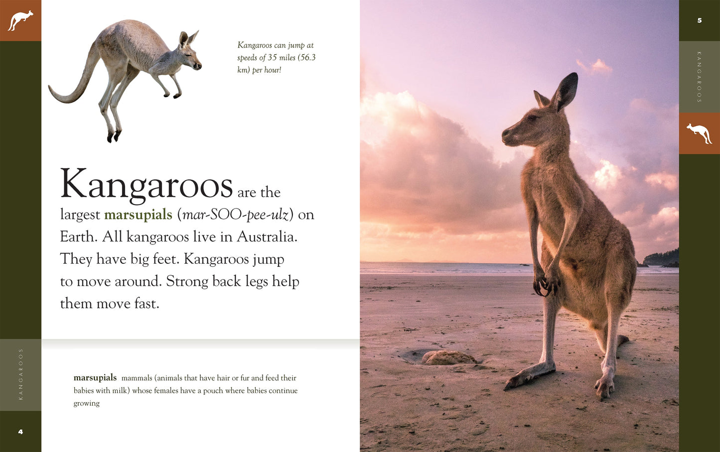 Amazing Animals - New Edition: Kangaroos by The Creative Company Shop