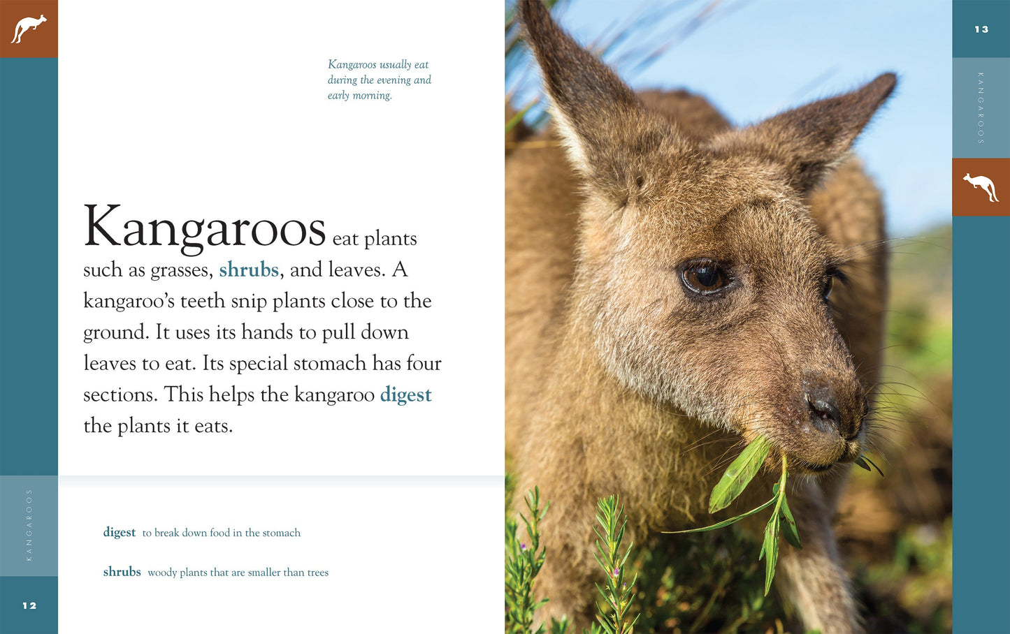 Amazing Animals - New Edition: Kangaroos by The Creative Company Shop