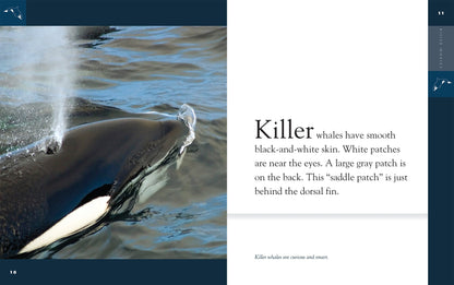 Amazing Animals - New Edition: Killer Whales by The Creative Company Shop