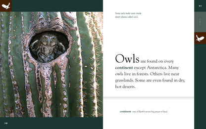 Amazing Animals - New Edition: Owls by The Creative Company Shop