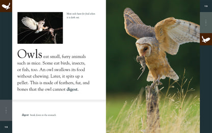 Amazing Animals - New Edition: Owls by The Creative Company Shop