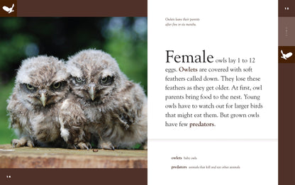Amazing Animals - Classic Edition: Owls by The Creative Company Shop