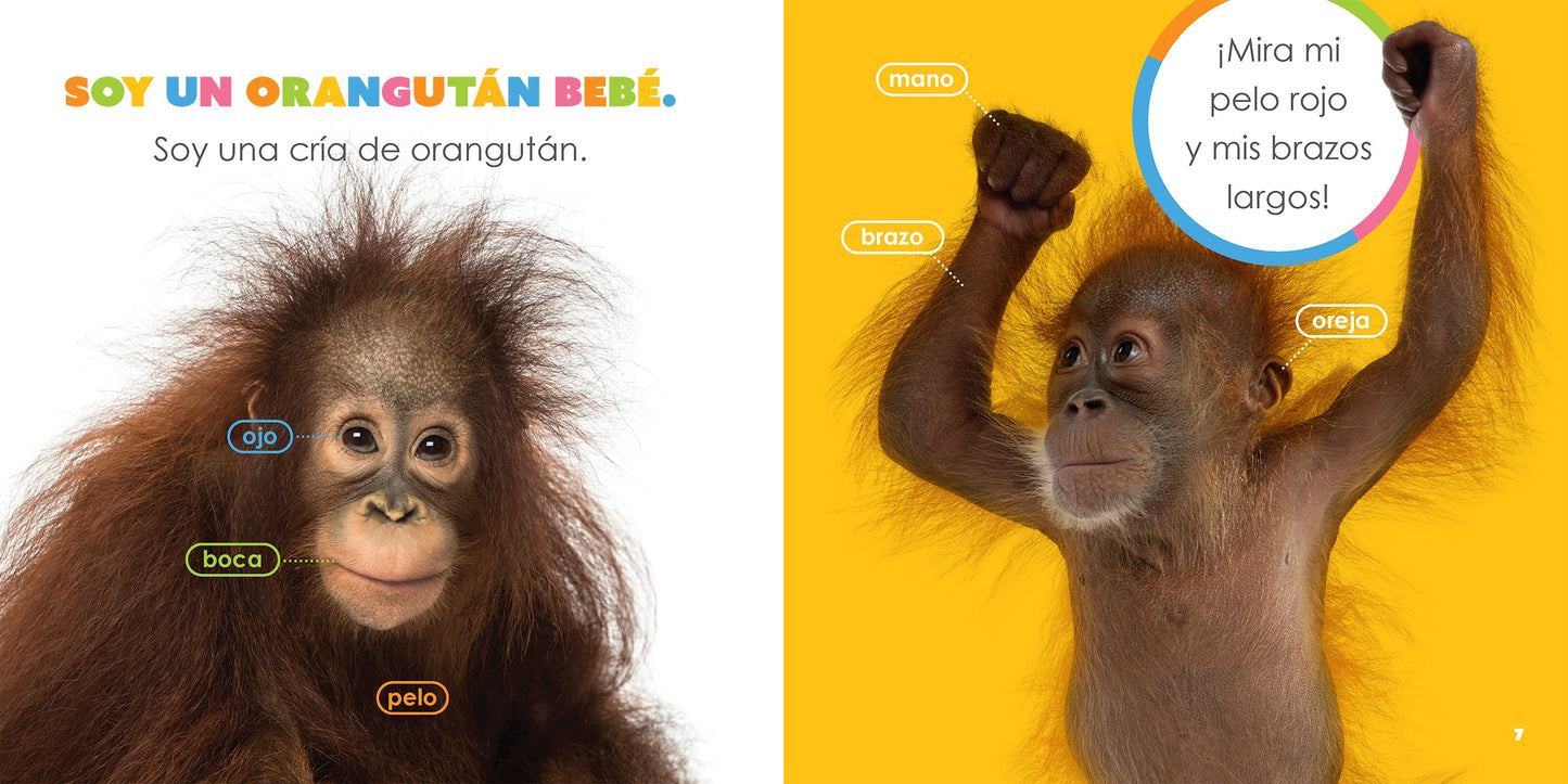 El principio de los: orangutanes bebés by The Creative Company Shop