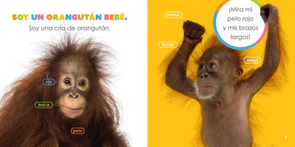 El principio de los: orangutanes bebés by The Creative Company Shop