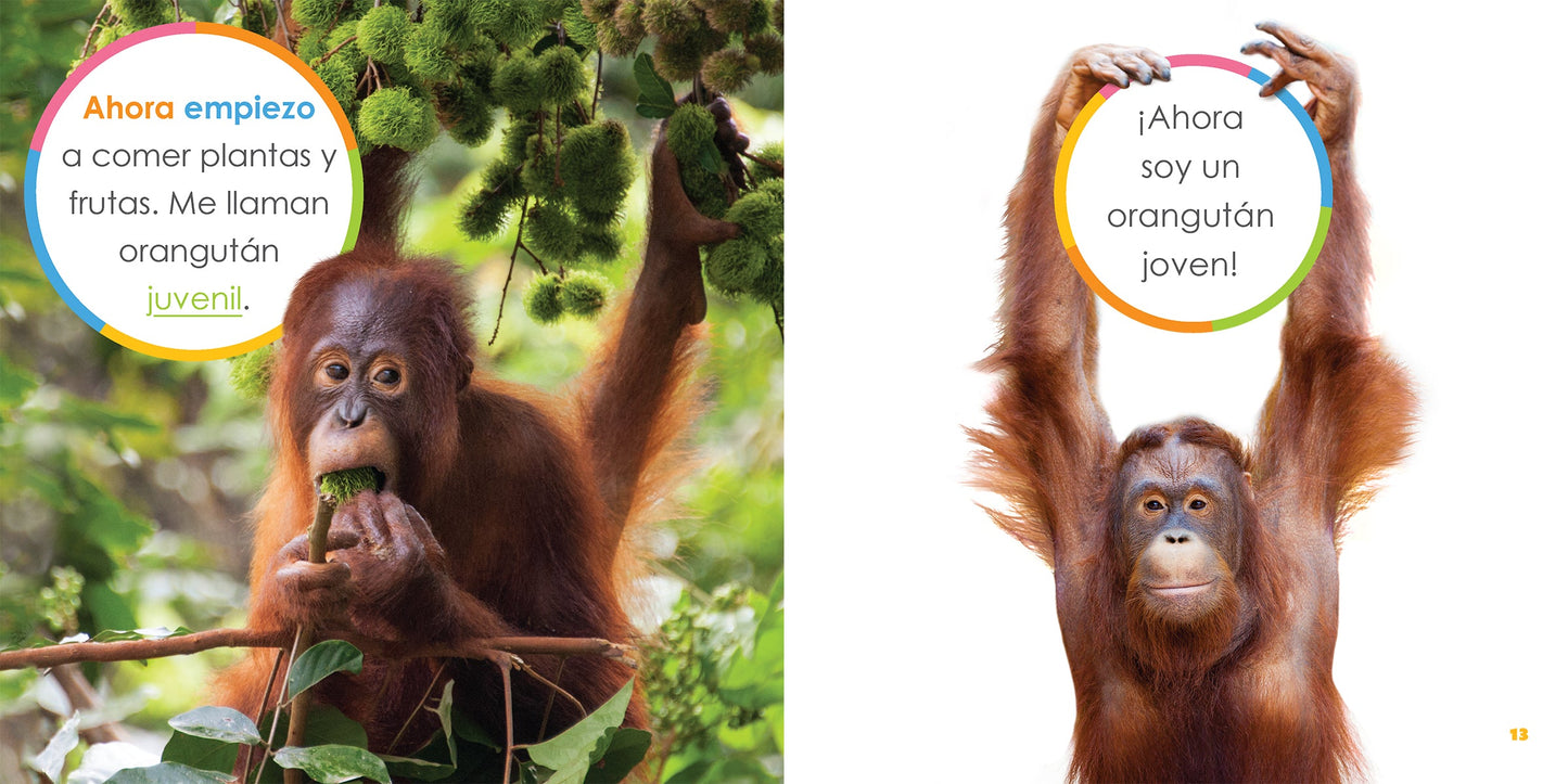 El principio de los: orangutanes bebés by The Creative Company Shop