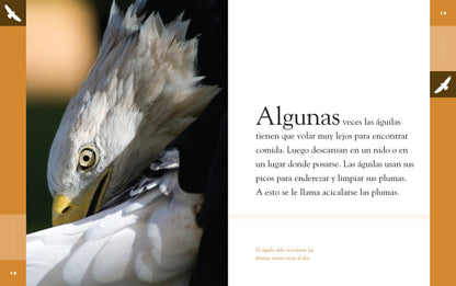 Planeta animal - New Edition: El águila by The Creative Company Shop