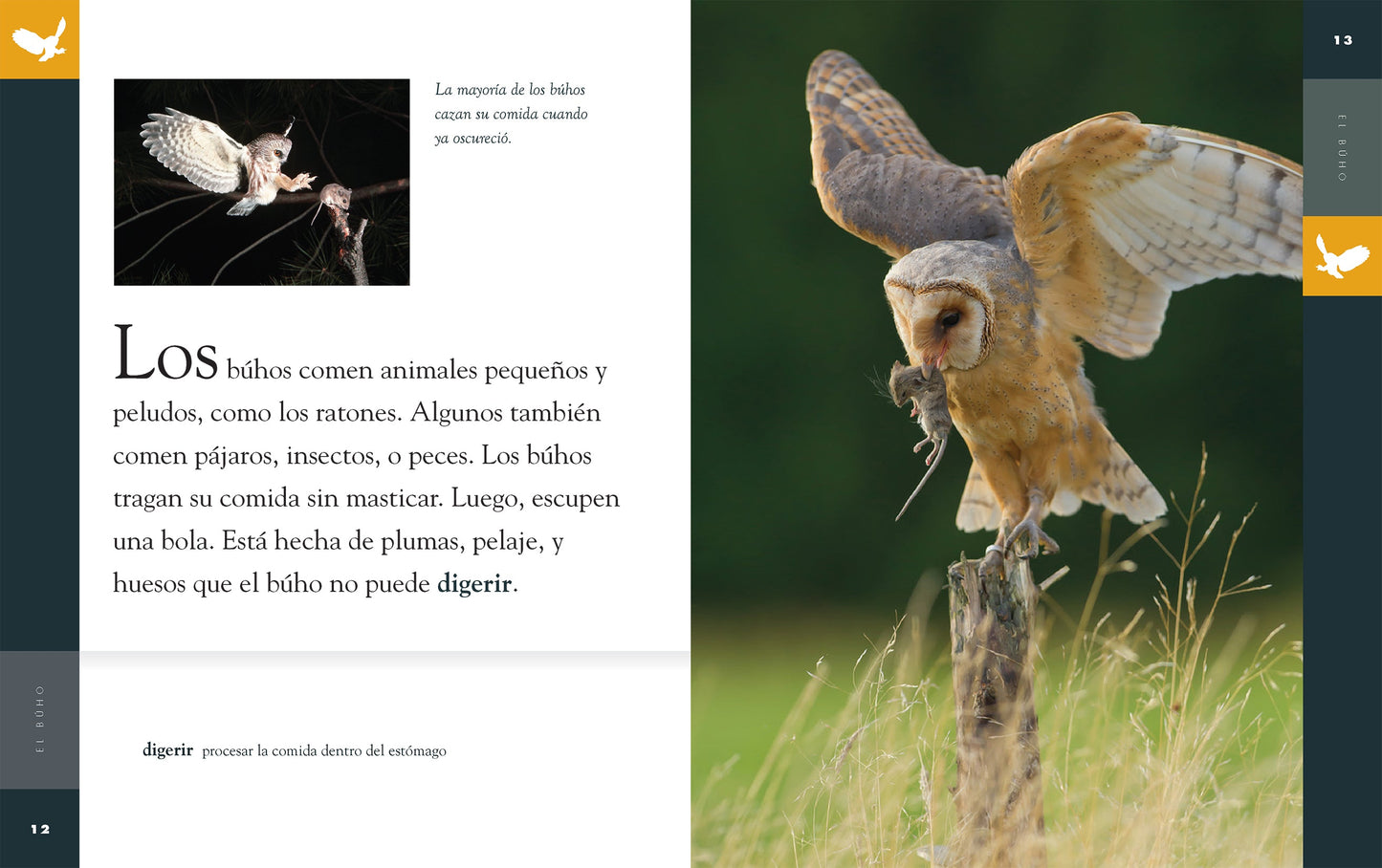 Planeta animal - New Edition: El búho by The Creative Company Shop