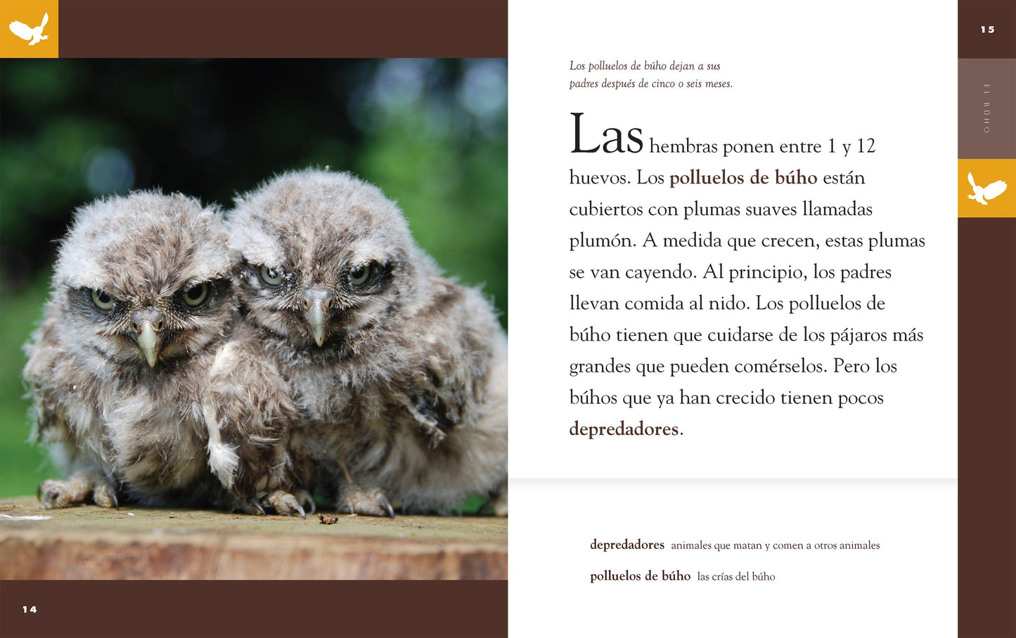 Planeta animal - New Edition: El búho by The Creative Company Shop