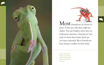 Amazing Animals - New Edition: Chameleons by The Creative Company Shop