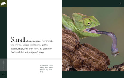 Amazing Animals - New Edition: Chameleons by The Creative Company Shop