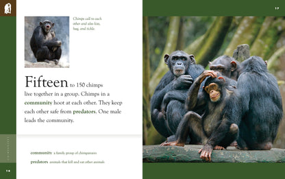 Amazing Animals - New Edition: Chimpanzees by The Creative Company Shop