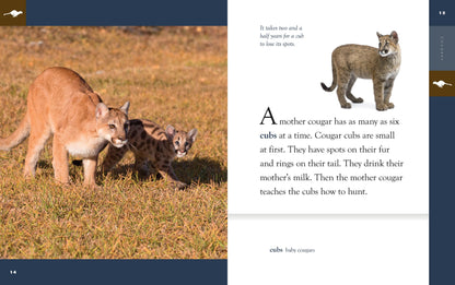 Amazing Animals - New Edition: Cougars by The Creative Company Shop