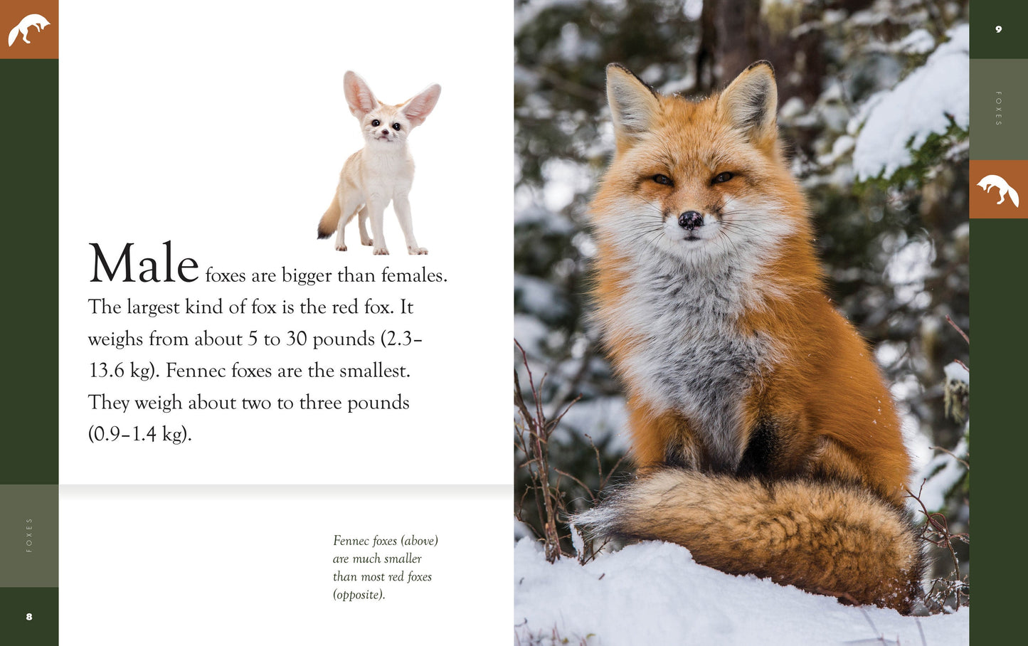 Amazing Animals - New Edition: Foxes by The Creative Company Shop