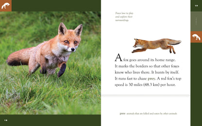 Amazing Animals - New Edition: Foxes by The Creative Company Shop