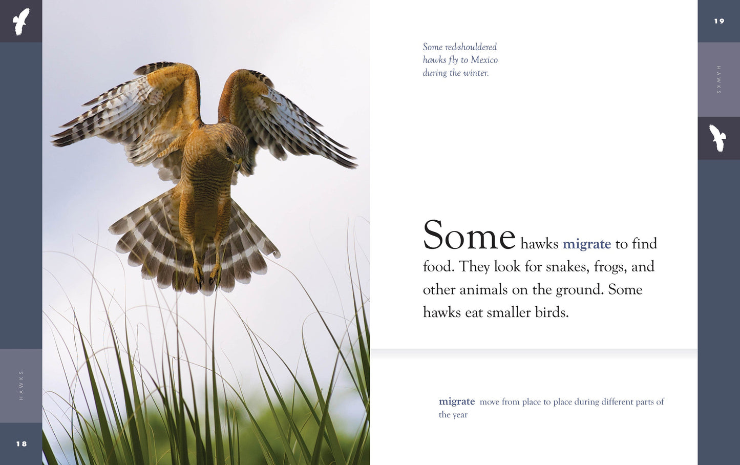 Amazing Animals - New Edition: Hawks by The Creative Company Shop