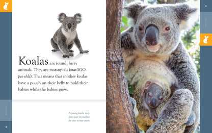 Amazing Animals - New Edition: Koalas by The Creative Company Shop