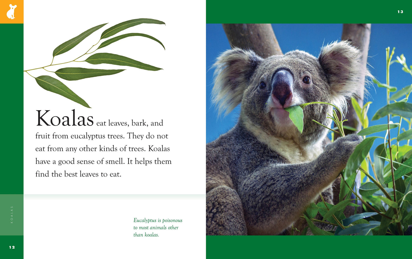 Amazing Animals - New Edition: Koalas by The Creative Company Shop