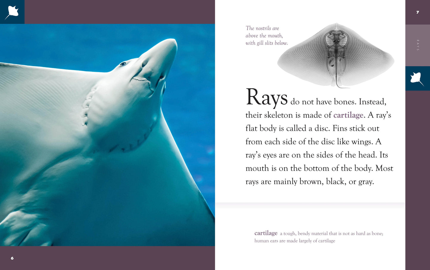 Amazing Animals - New Edition: Rays by The Creative Company Shop