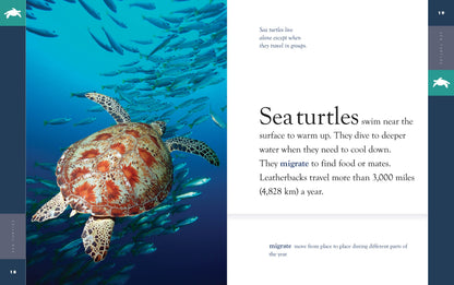 Amazing Animals - New Edition: Sea Turtles by The Creative Company Shop