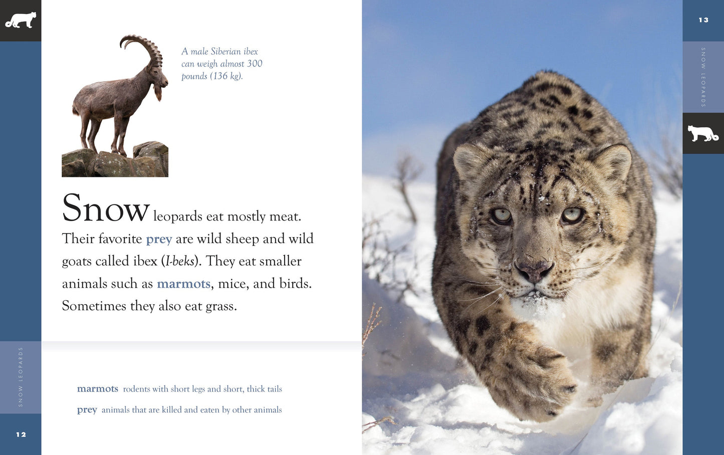 Amazing Animals - New Edition: Snow Leopards by The Creative Company Shop