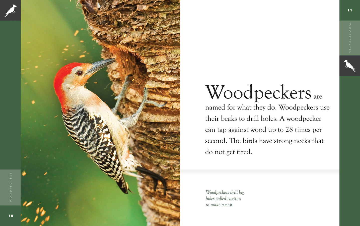 Amazing Animals - New Edition: Woodpeckers by The Creative Company Shop