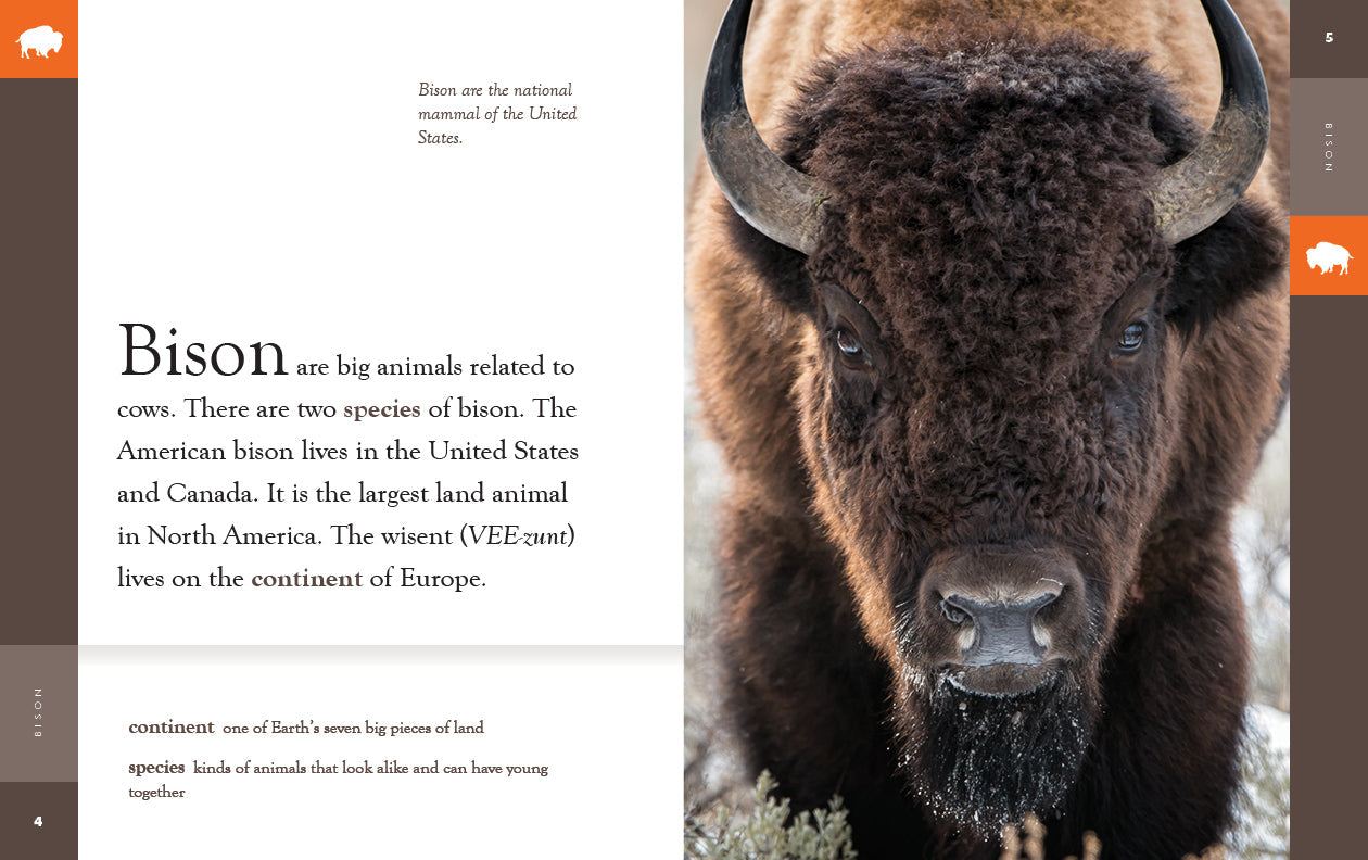 Amazing Animals - New Edition: Bison by The Creative Company Shop