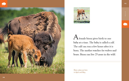 Amazing Animals - New Edition: Bison by The Creative Company Shop