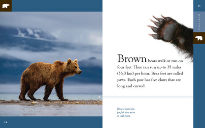 Amazing Animals - New Edition: Brown Bears by The Creative Company Shop