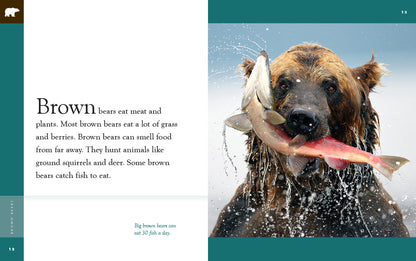 Amazing Animals - New Edition: Brown Bears by The Creative Company Shop