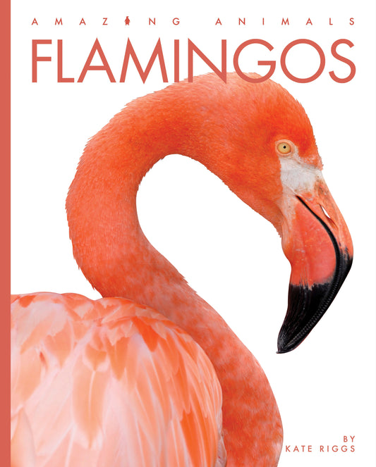 Amazing Animals - New Edition: Flamingos by The Creative Company Shop