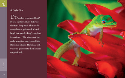 Amazing Animals - New Edition: Geckos by The Creative Company Shop