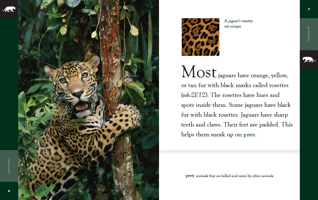 Amazing Animals - New Edition: Jaguars by The Creative Company Shop